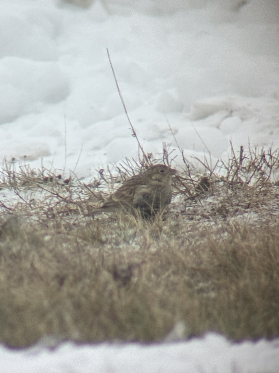 ostružka límcová - ML646458019