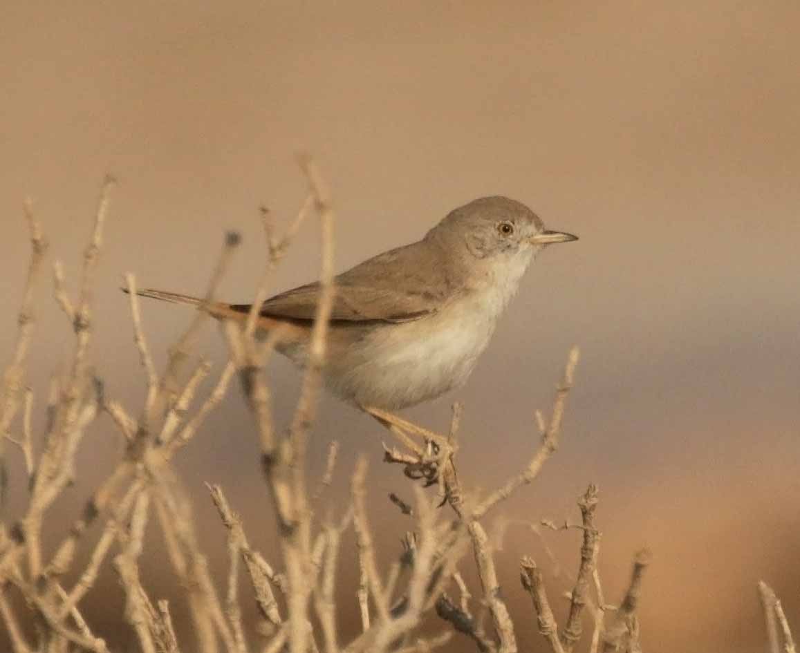 Цөлийн зэржгэнэ - ML646458022