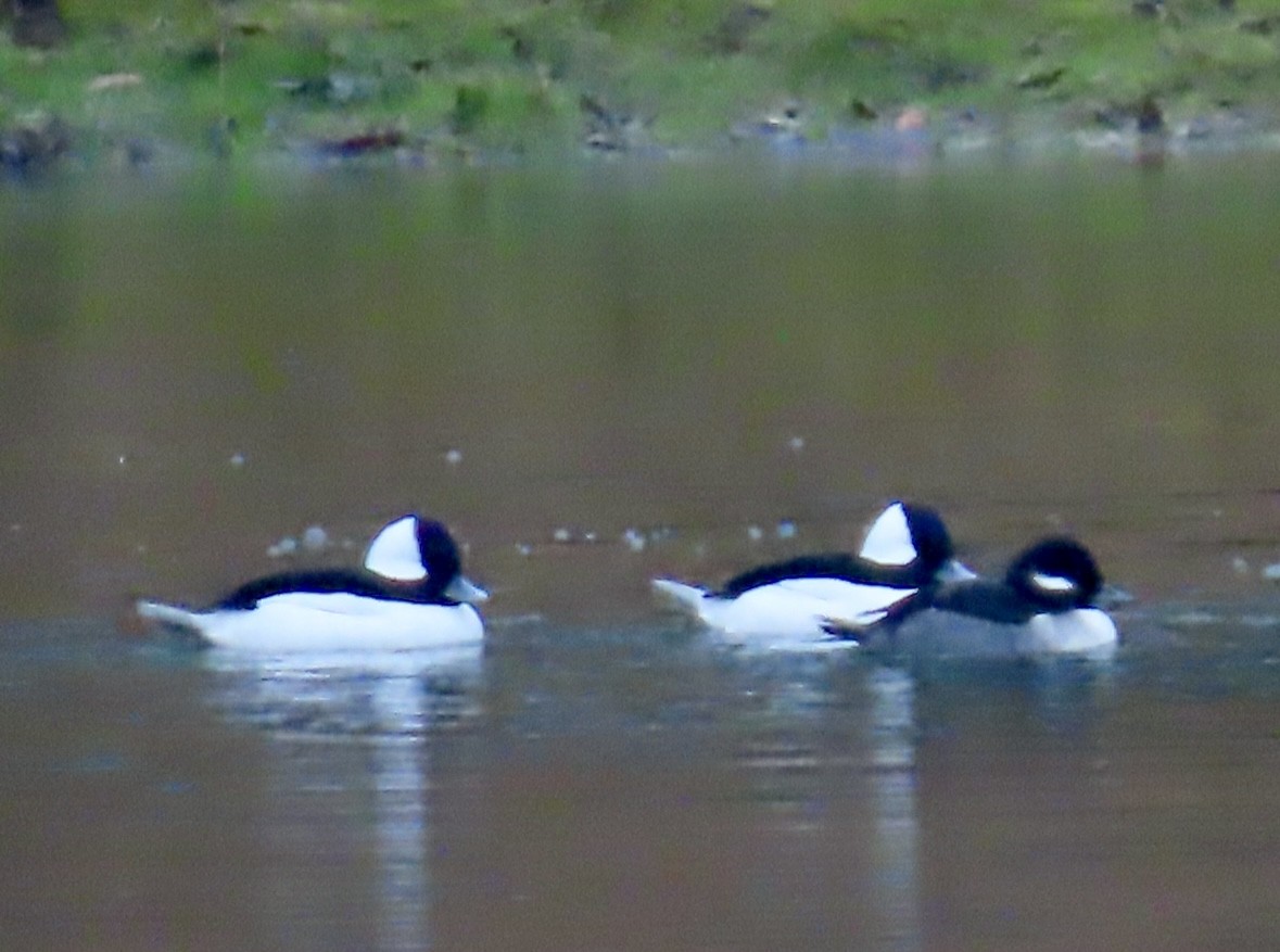 Bufflehead - ML646458024