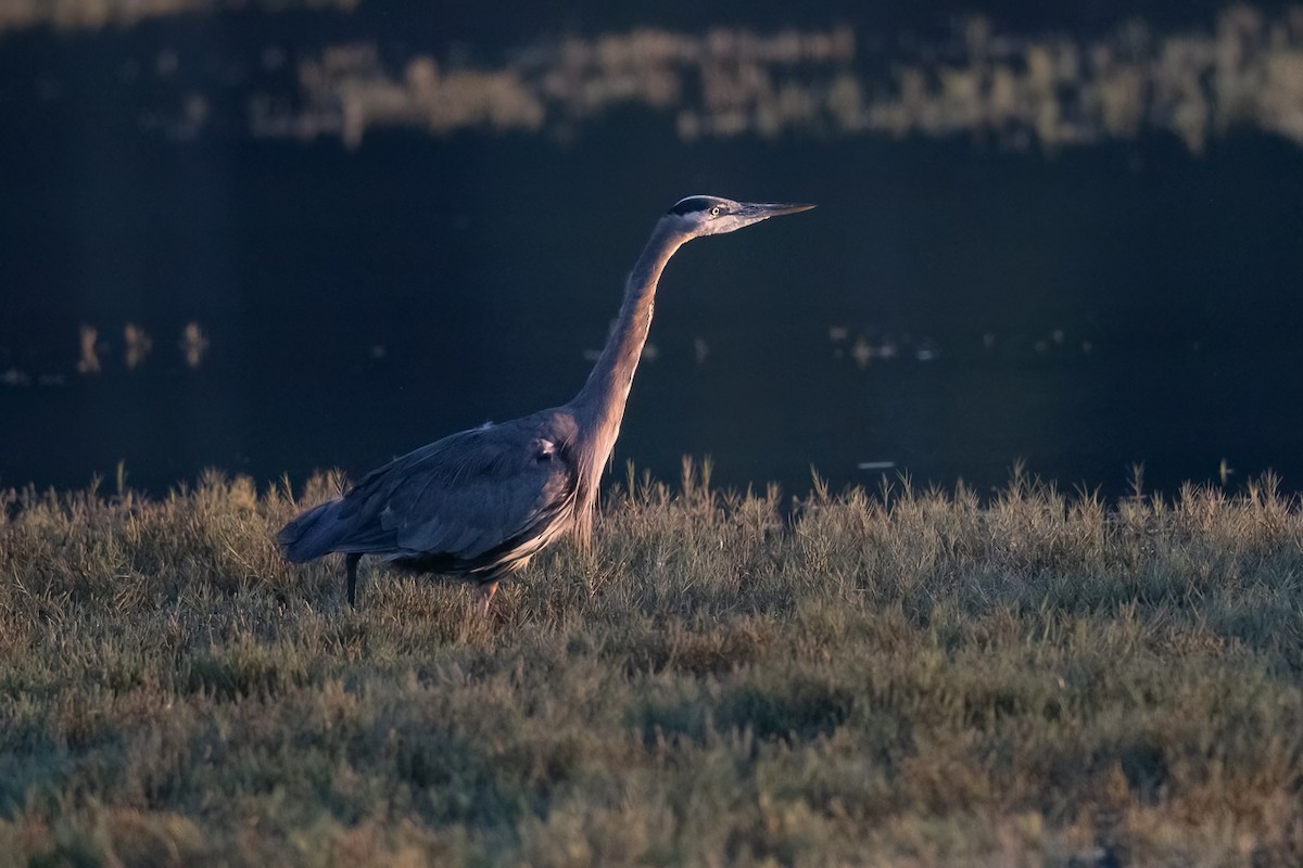 volavka velká - ML646458025