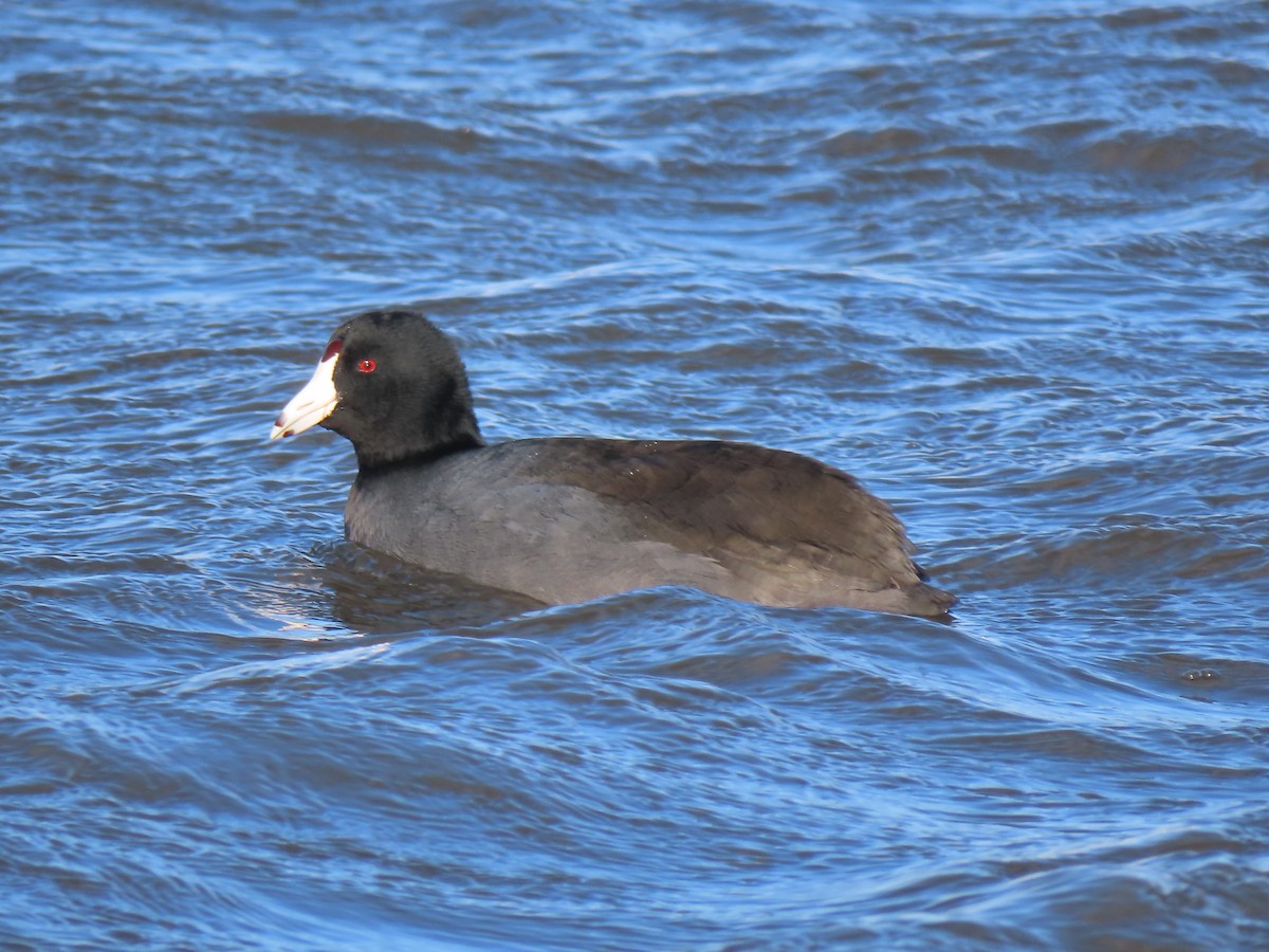 American Coot - ML646458026