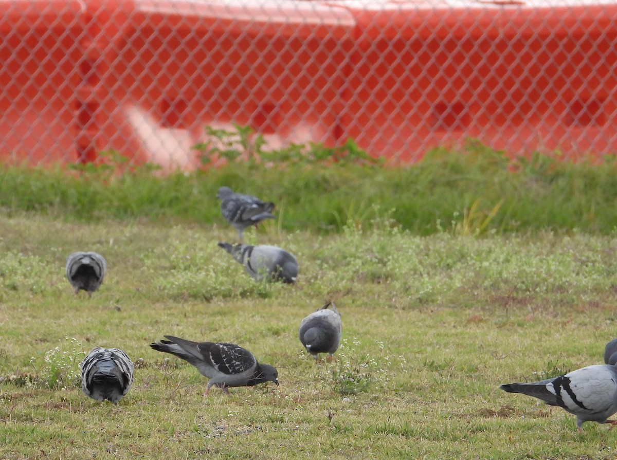Rock Pigeon (Feral Pigeon) - ML646458027