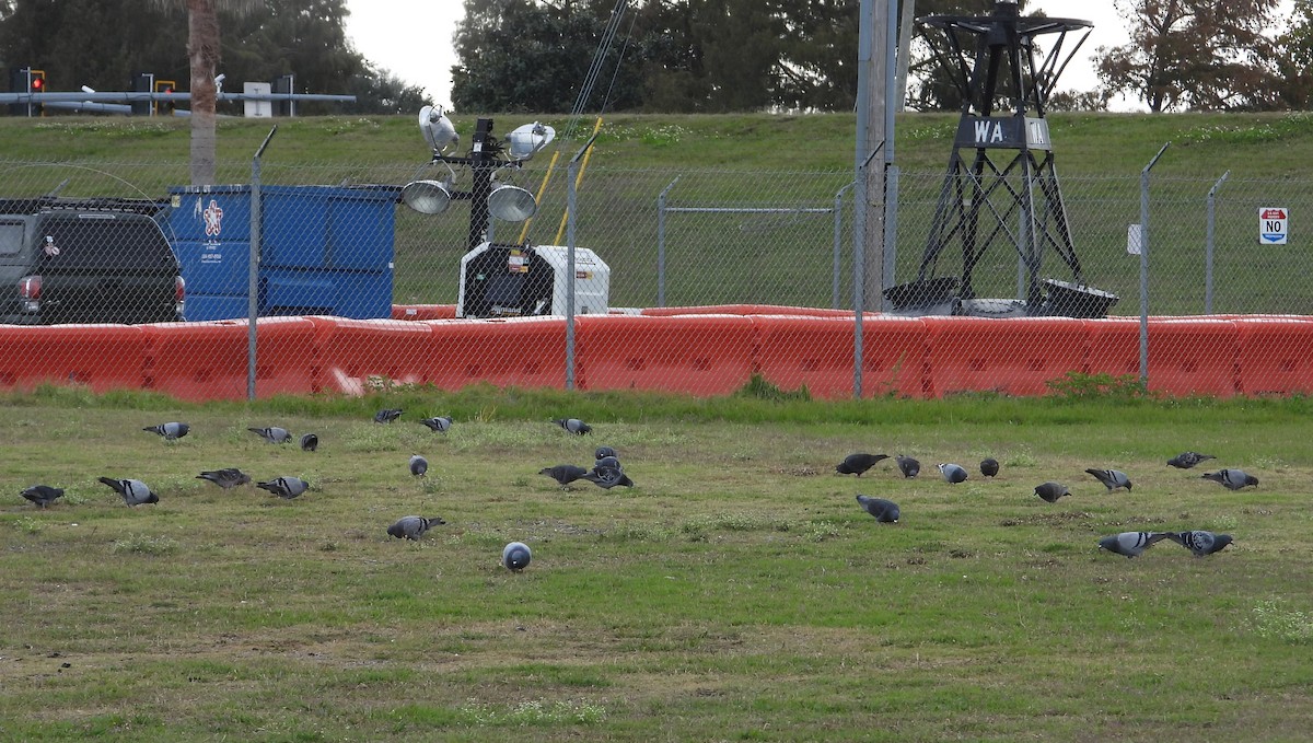 Rock Pigeon (Feral Pigeon) - ML646458028
