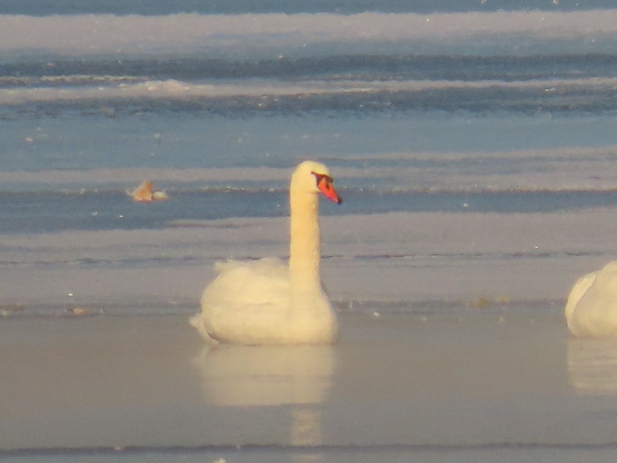 Mute Swan - ML646458034