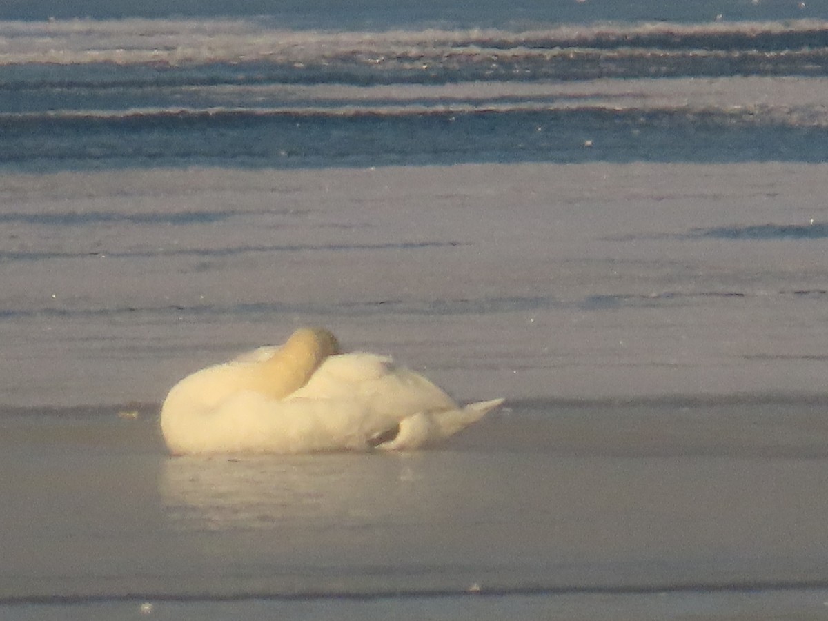 Mute Swan - ML646458035