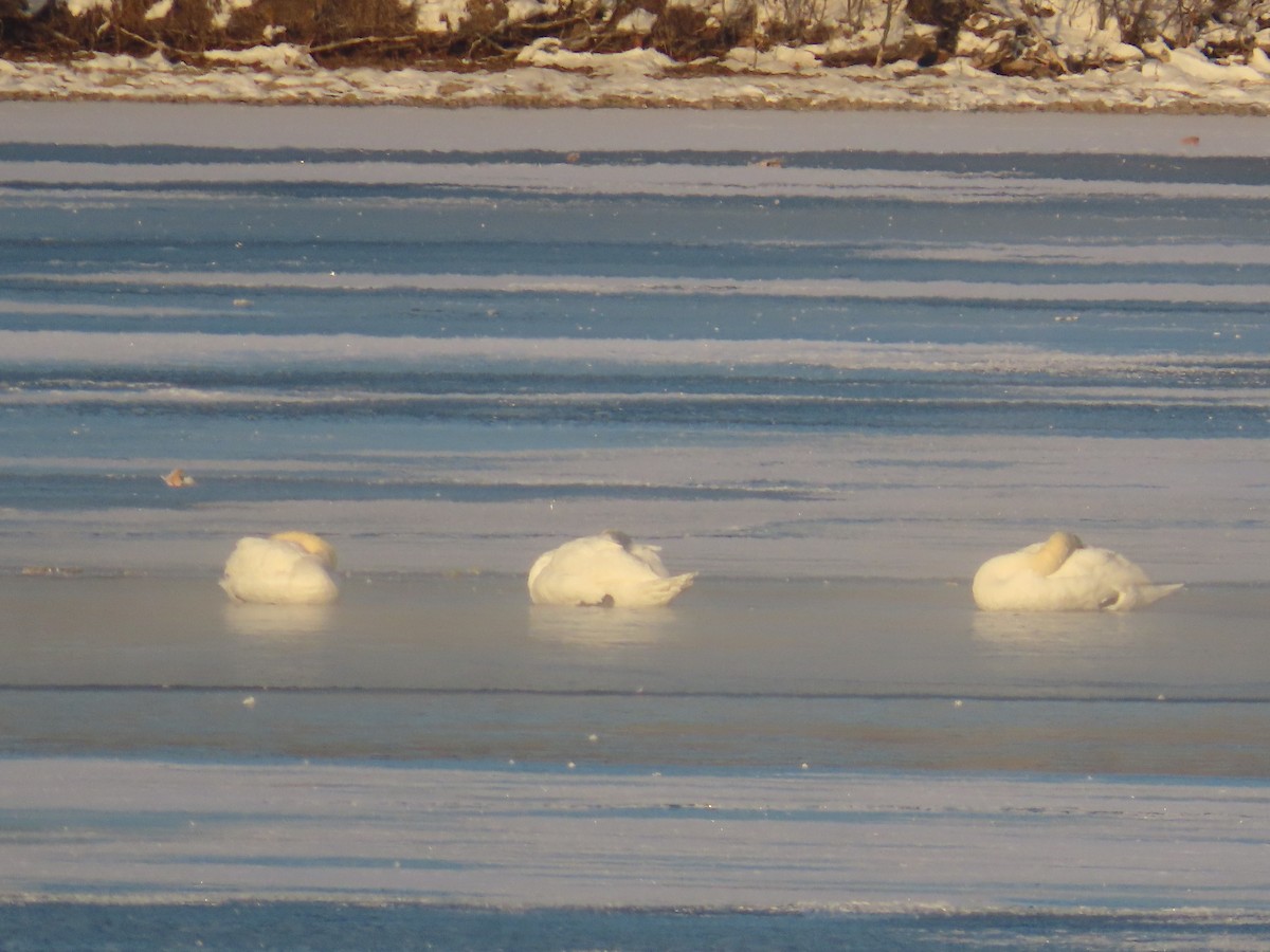 Mute Swan - ML646458036