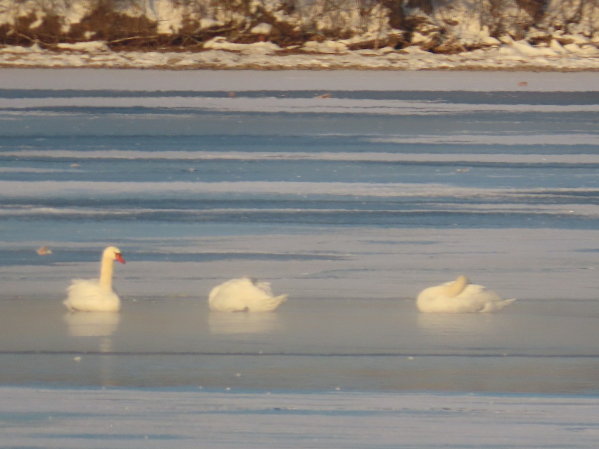 Mute Swan - ML646458037