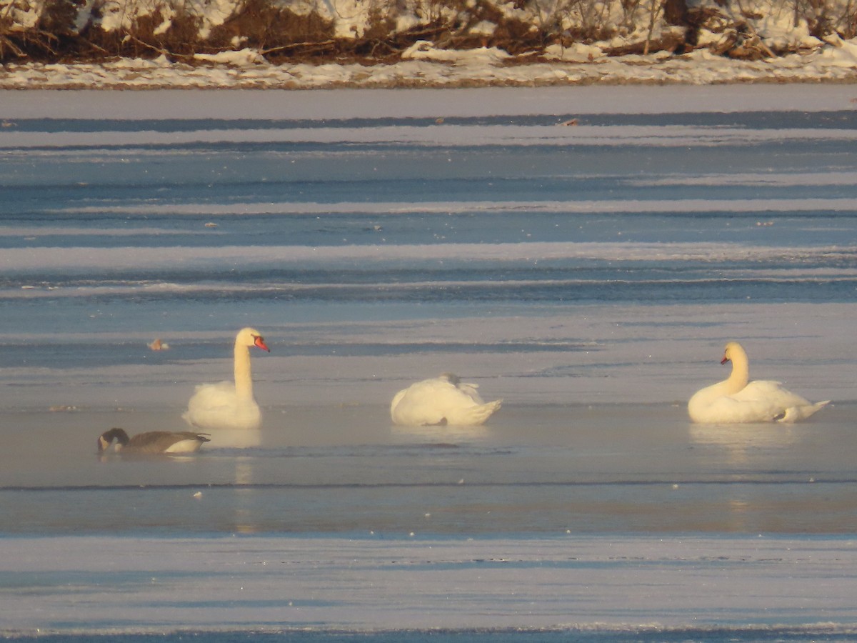 Mute Swan - ML646458038