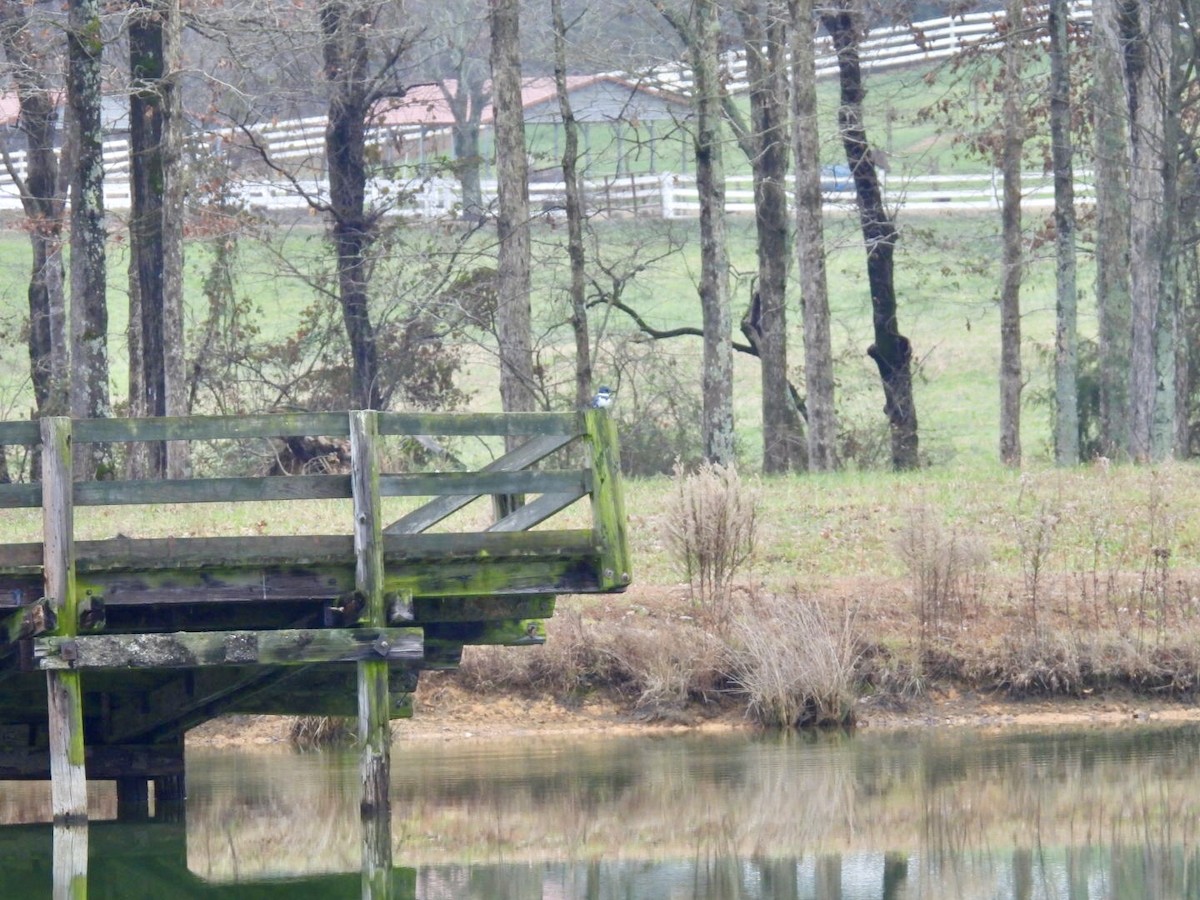 Belted Kingfisher - ML646458039