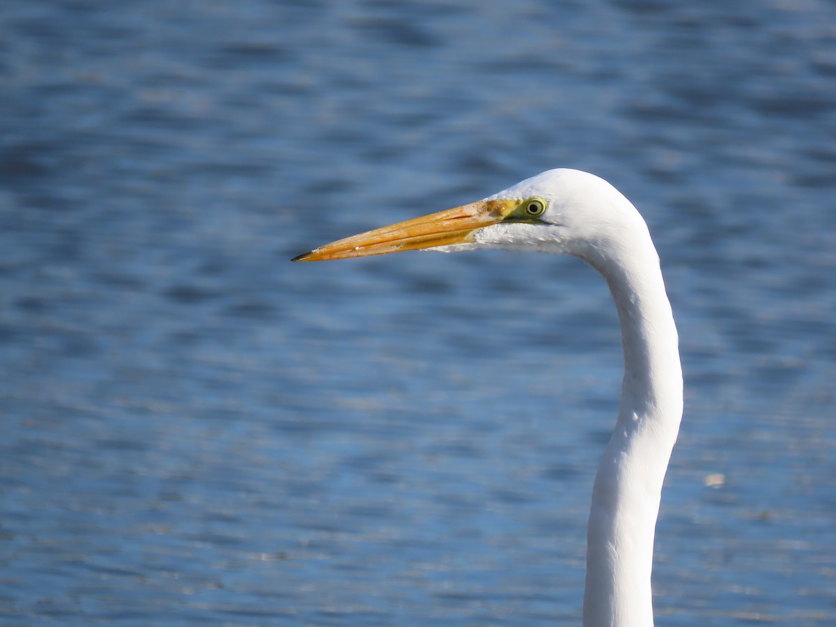 Great Egret - ML646458042