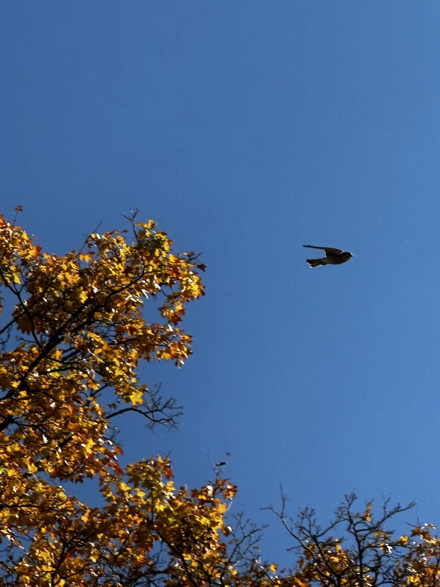 American Kestrel - ML646458043