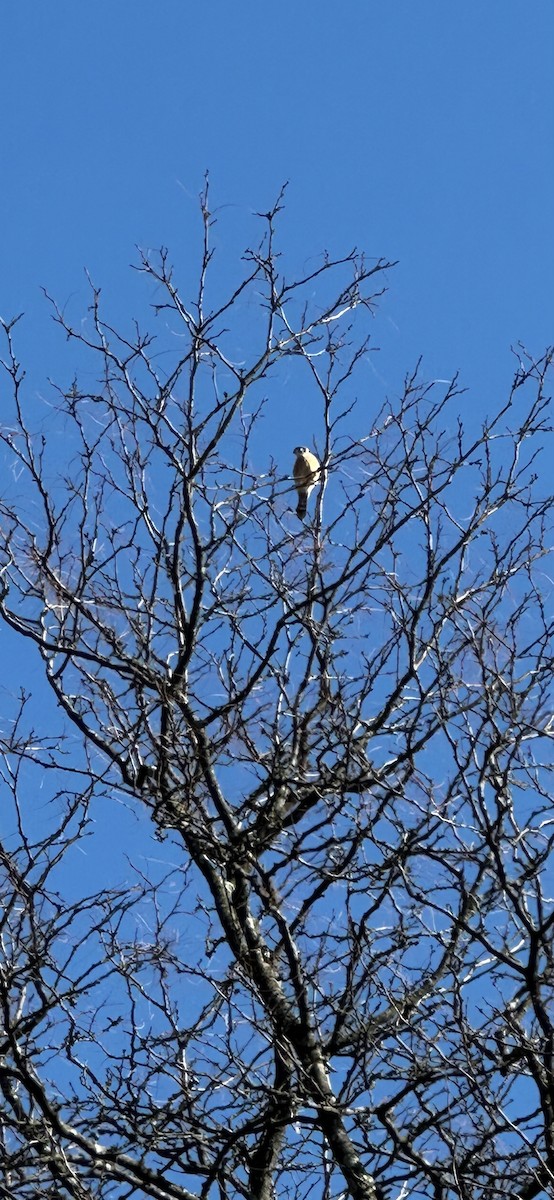 American Kestrel - ML646458044