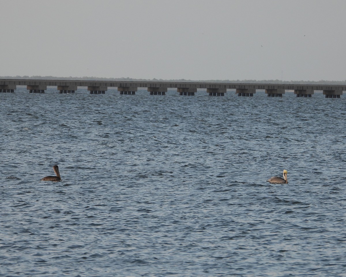 Brown Pelican - ML646458046