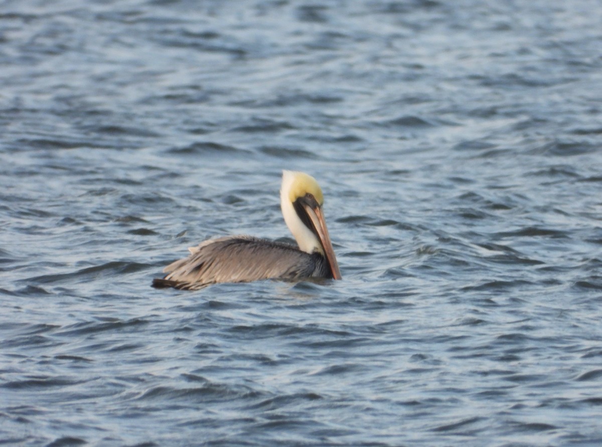 Brown Pelican - ML646458047