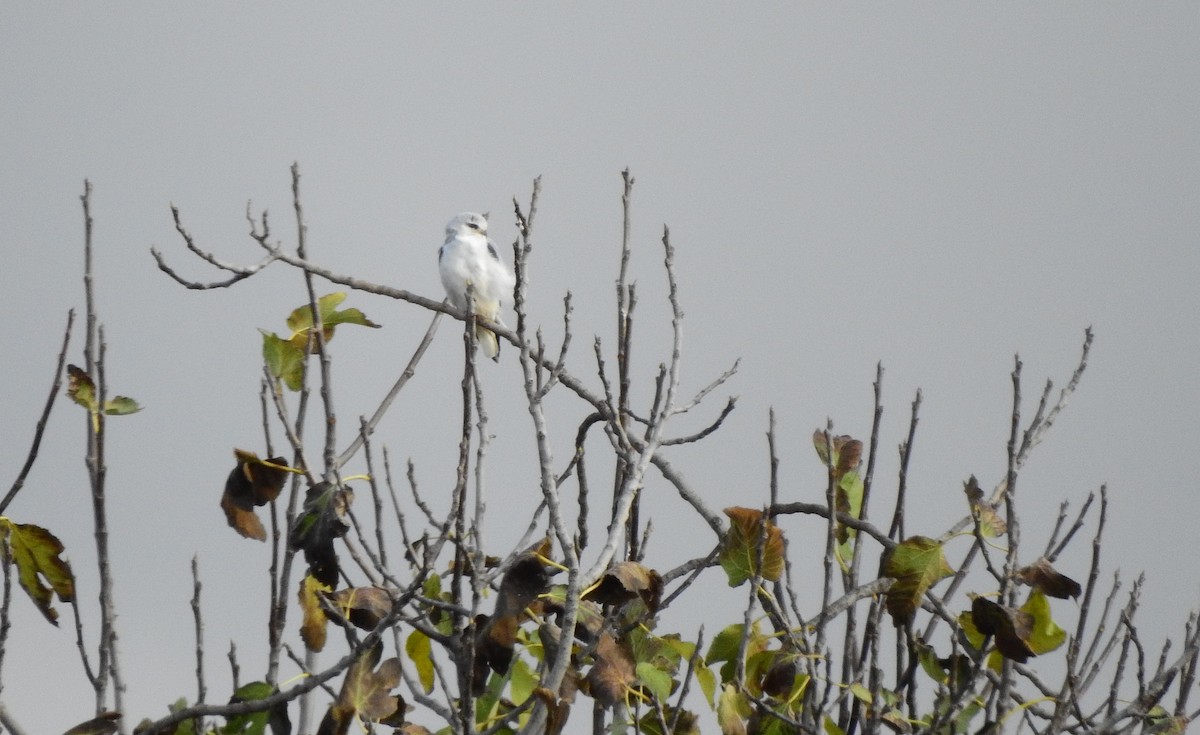 Black-winged Kite - ML646458049