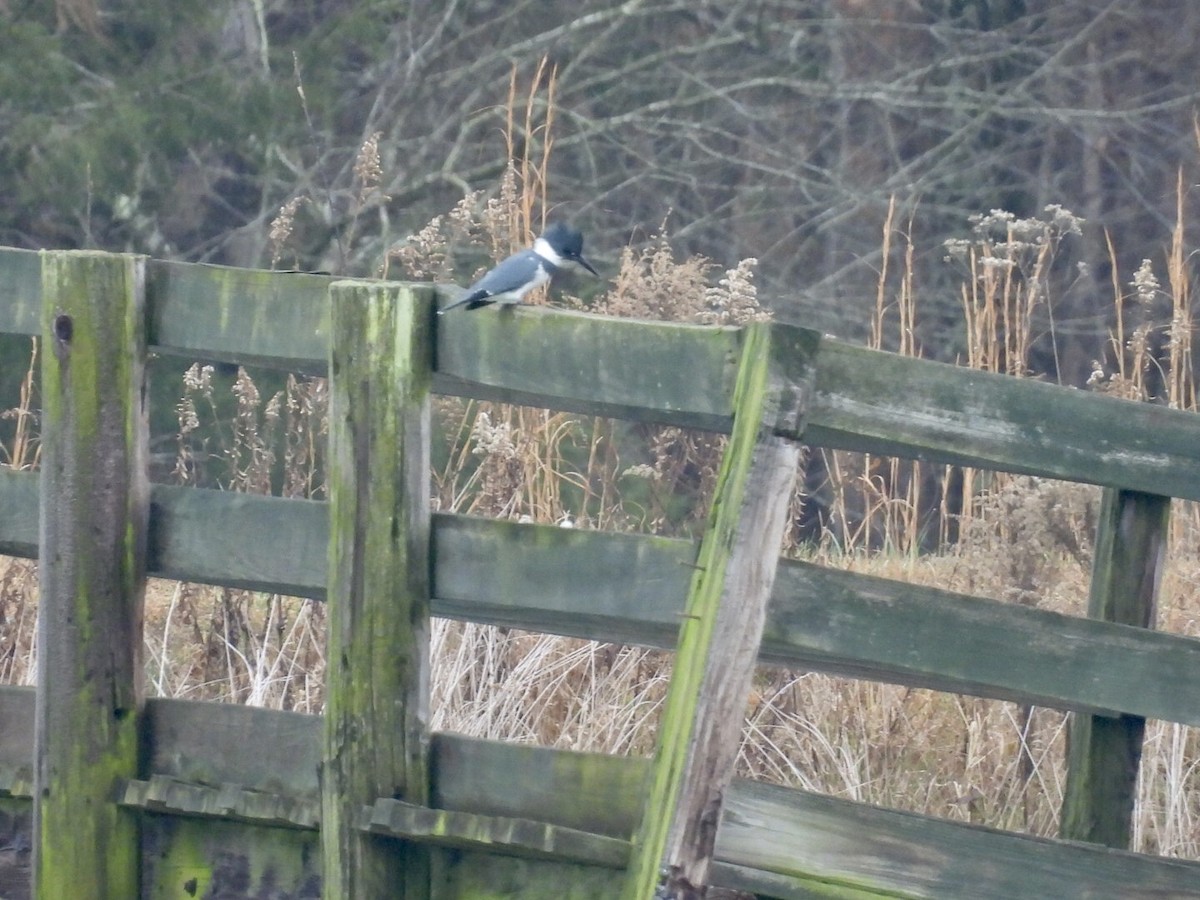 Belted Kingfisher - ML646458054