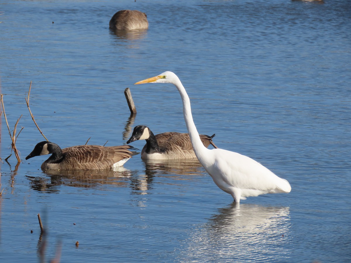 Great Egret - ML646458059