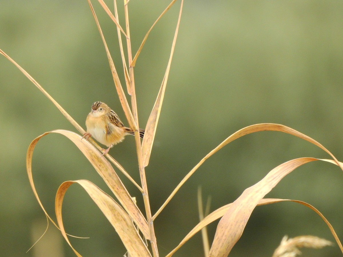 Zitting Cisticola - ML646458060
