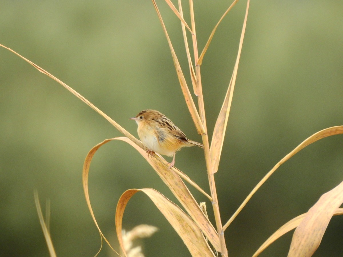 Zitting Cisticola - ML646458061