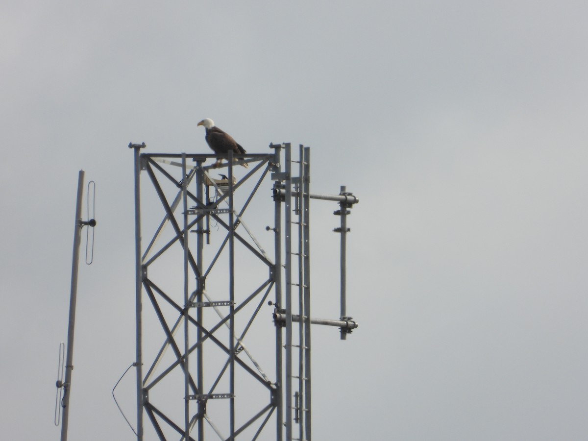Bald Eagle - ML646458062