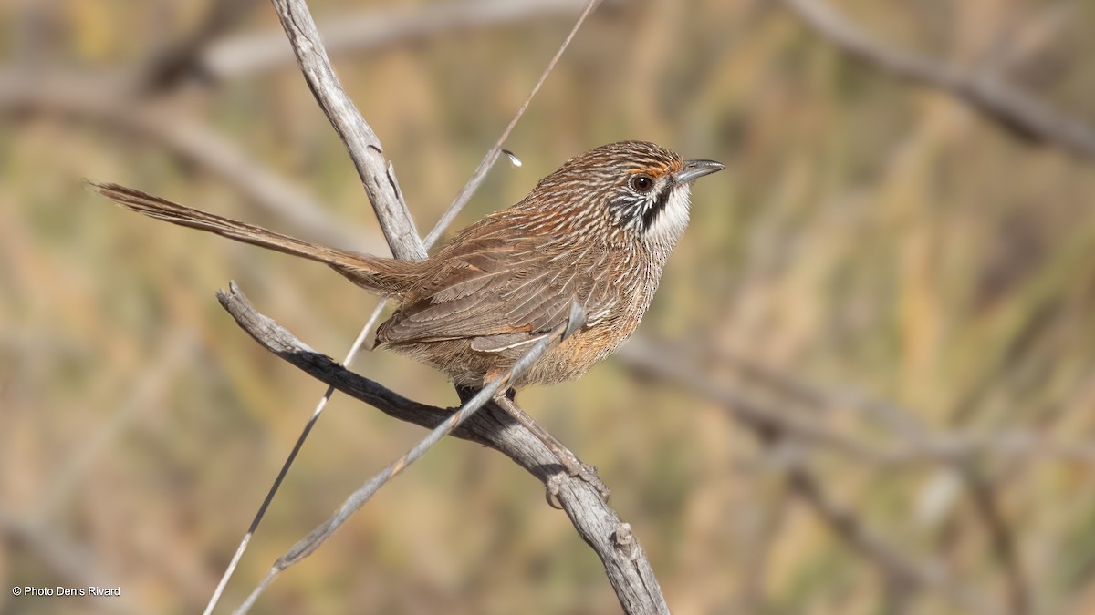 Striated Grasswren - ML646458066