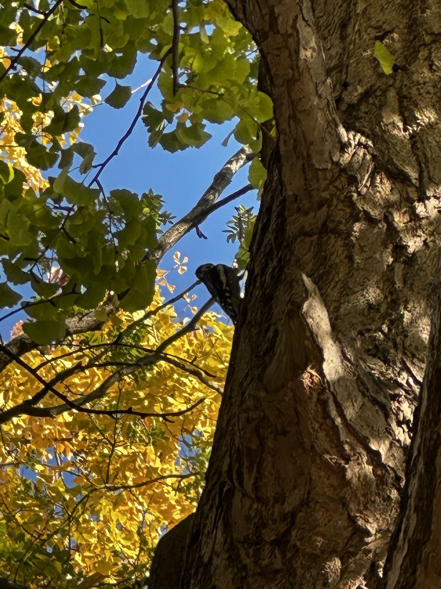 Yellow-bellied Sapsucker - ML646458069