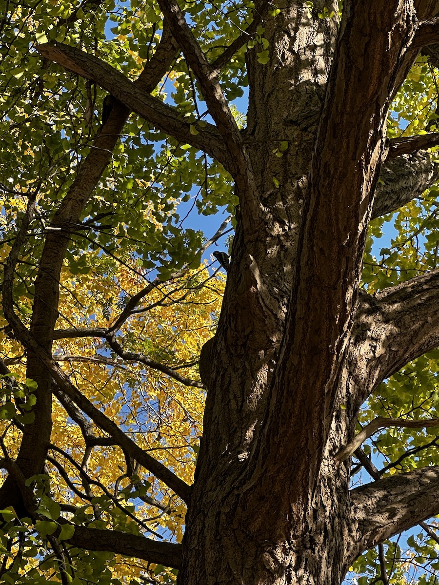 Yellow-bellied Sapsucker - ML646458070