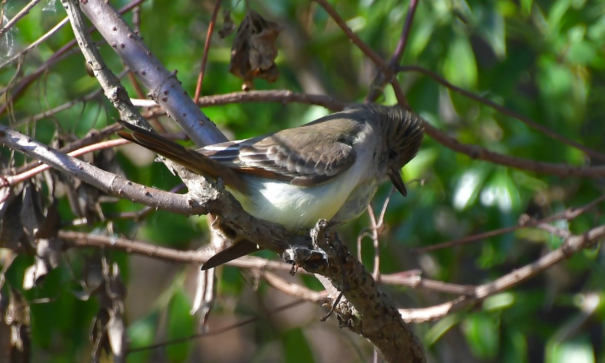 Ash-throated Flycatcher - ML646458072