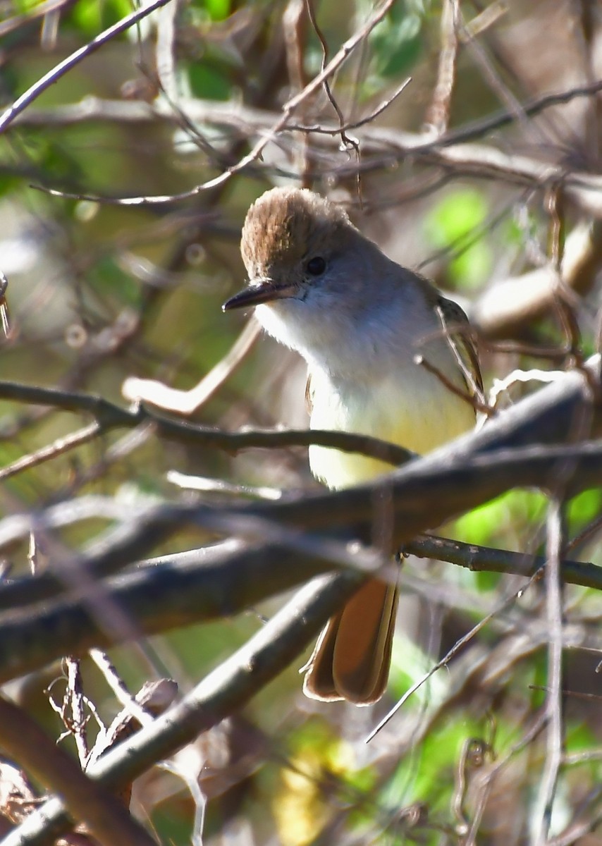 Ash-throated Flycatcher - ML646458073
