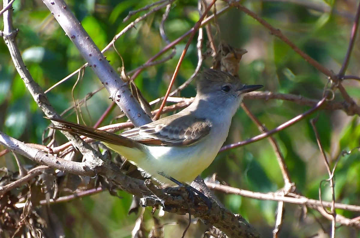 Ash-throated Flycatcher - ML646458074