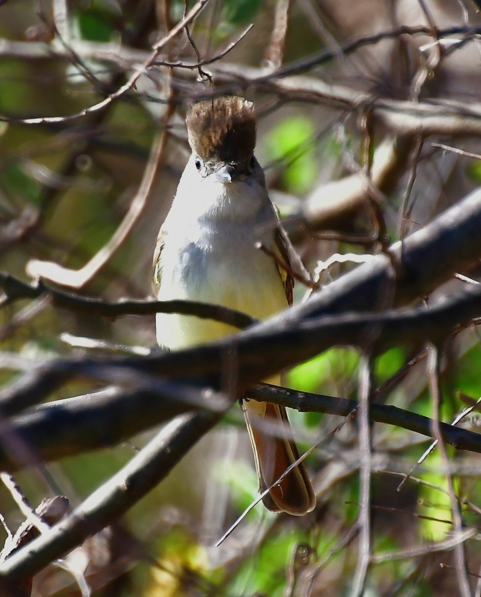 Ash-throated Flycatcher - ML646458075