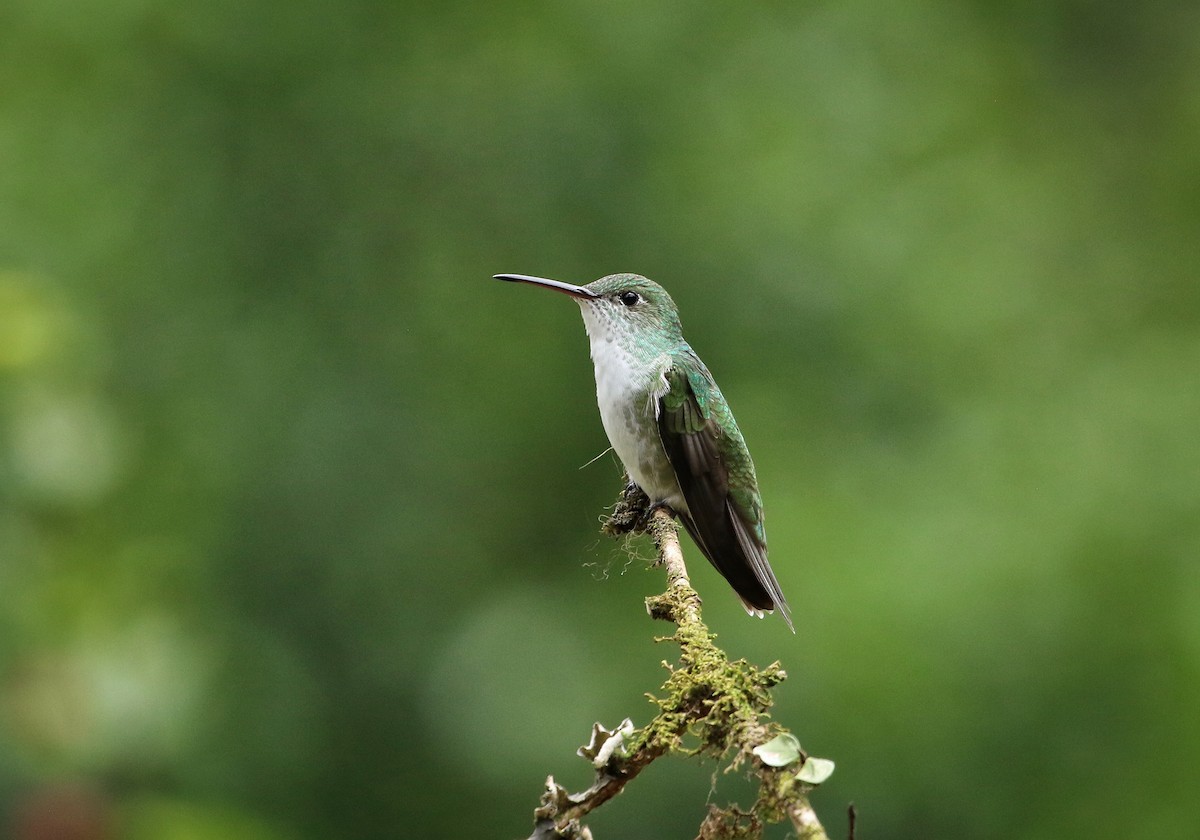 White-bellied Hummingbird - ML646458076