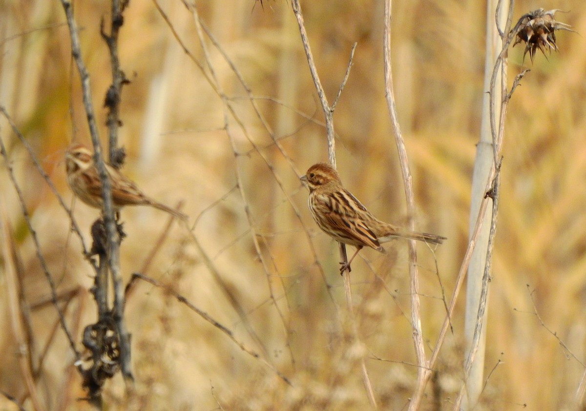 Reed Bunting - ML646458077