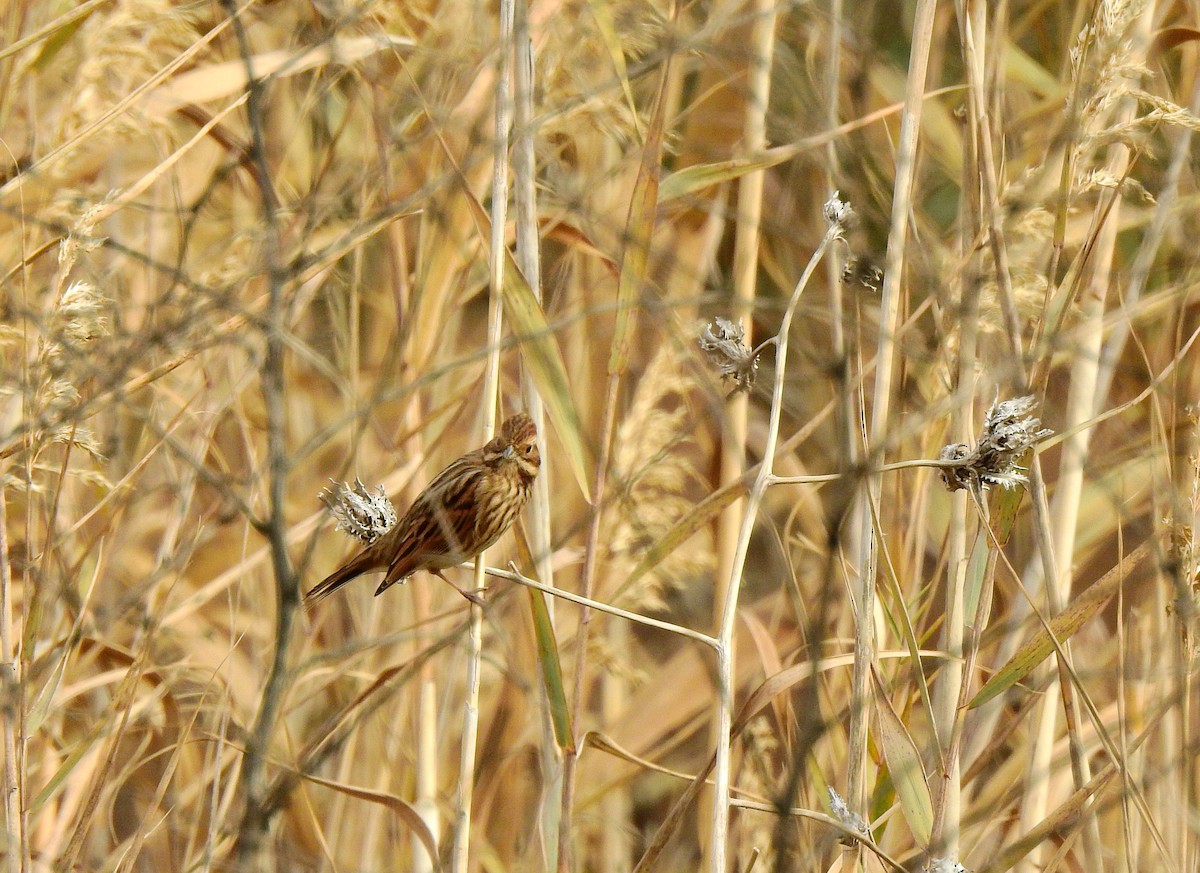 Reed Bunting - ML646458078