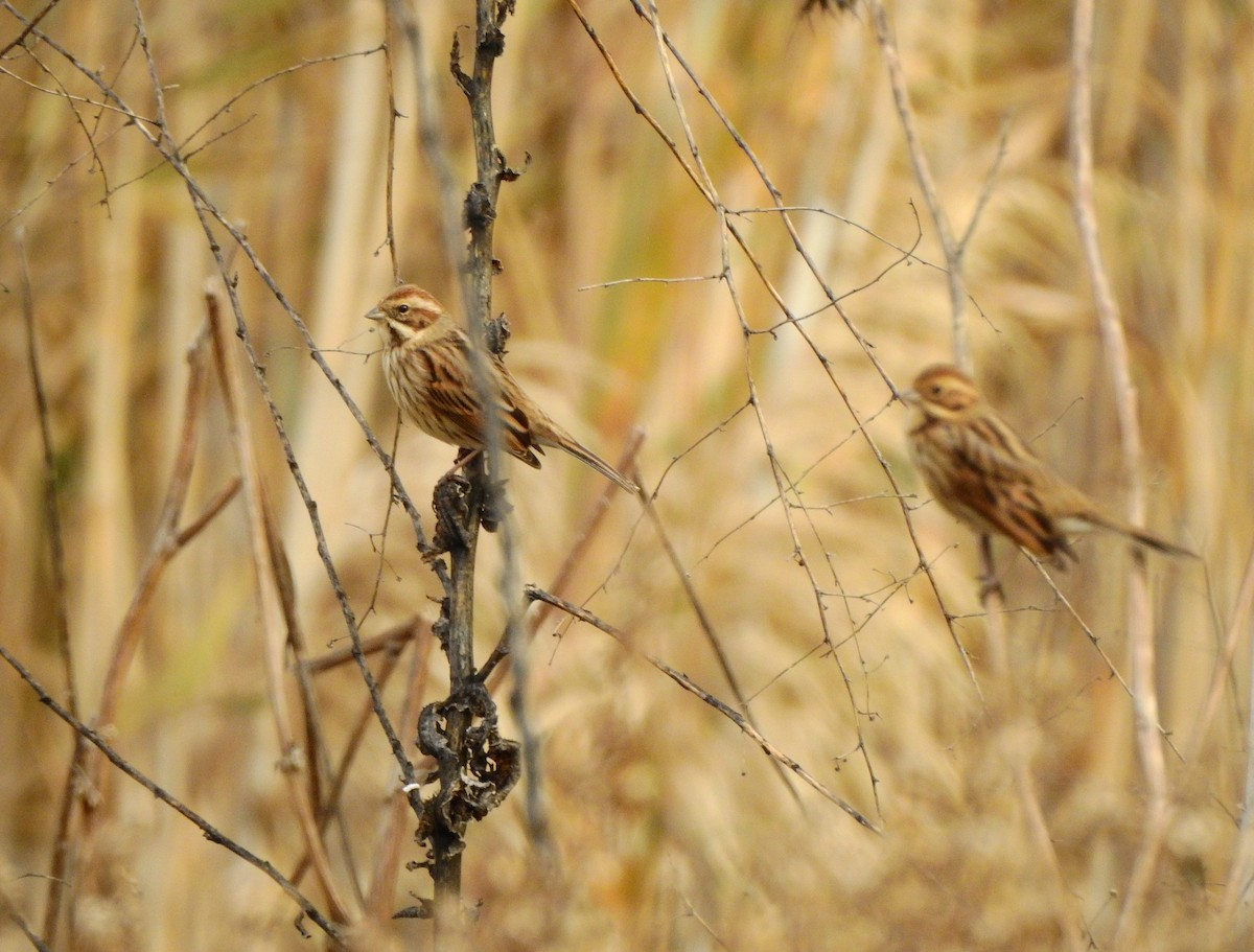 Reed Bunting - ML646458079