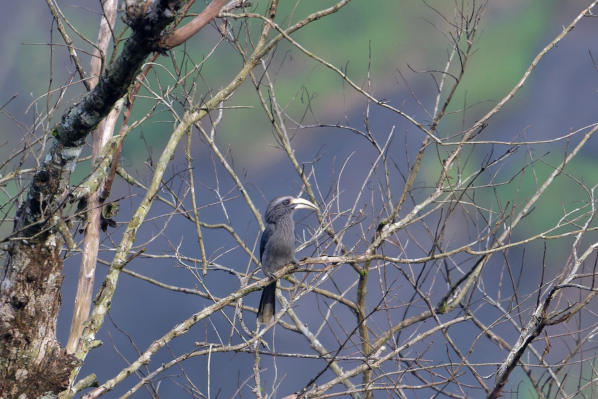 Malabar Gray Hornbill - ML646458088