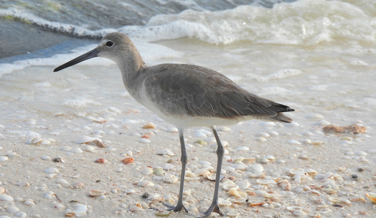 Willet - ML646458089