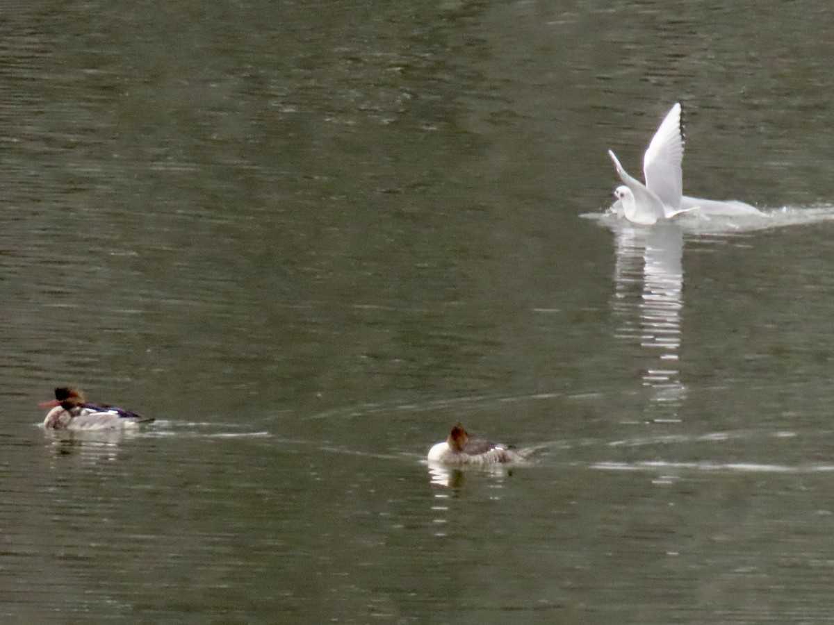 Bonaparte's Gull - ML646458091