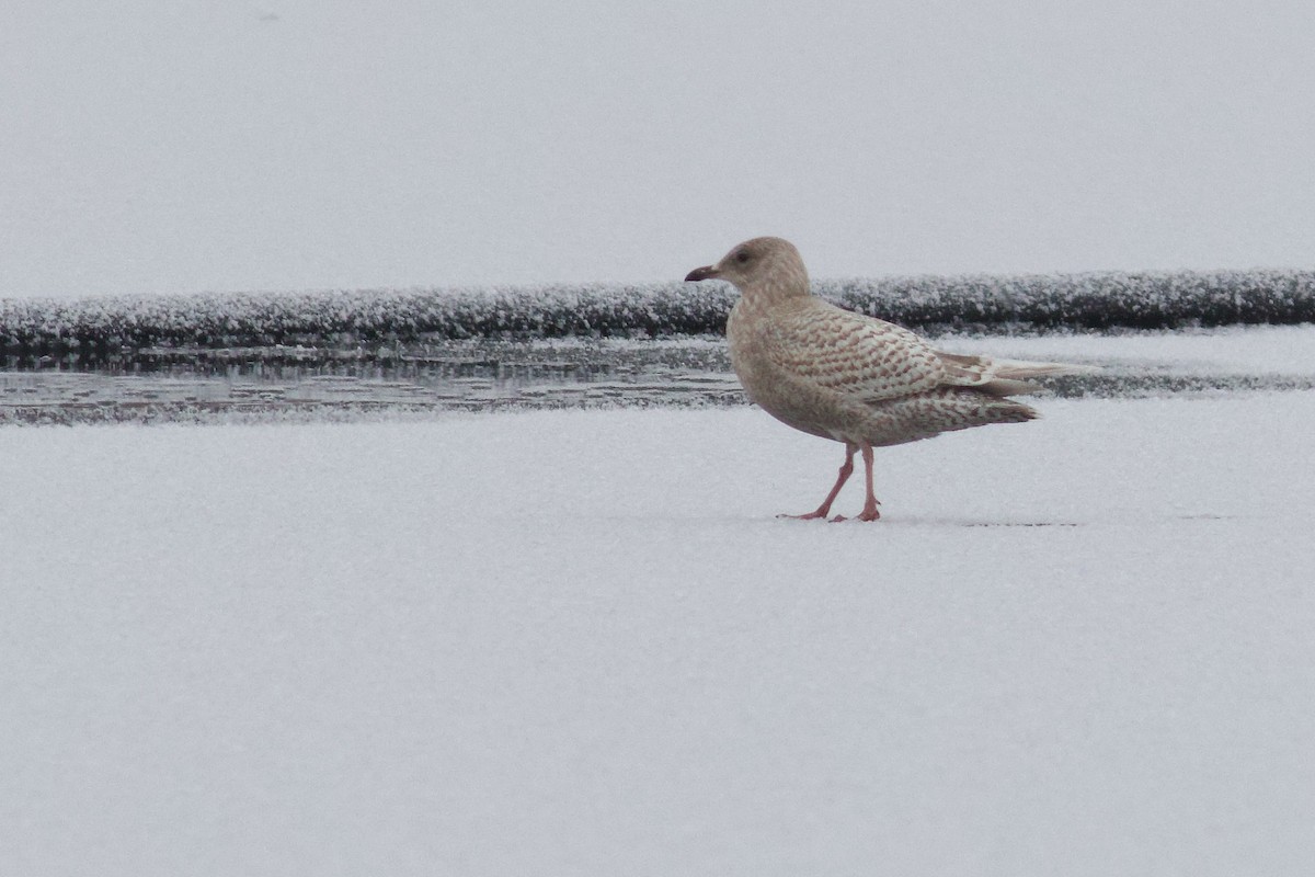 racek polární - ML646458092