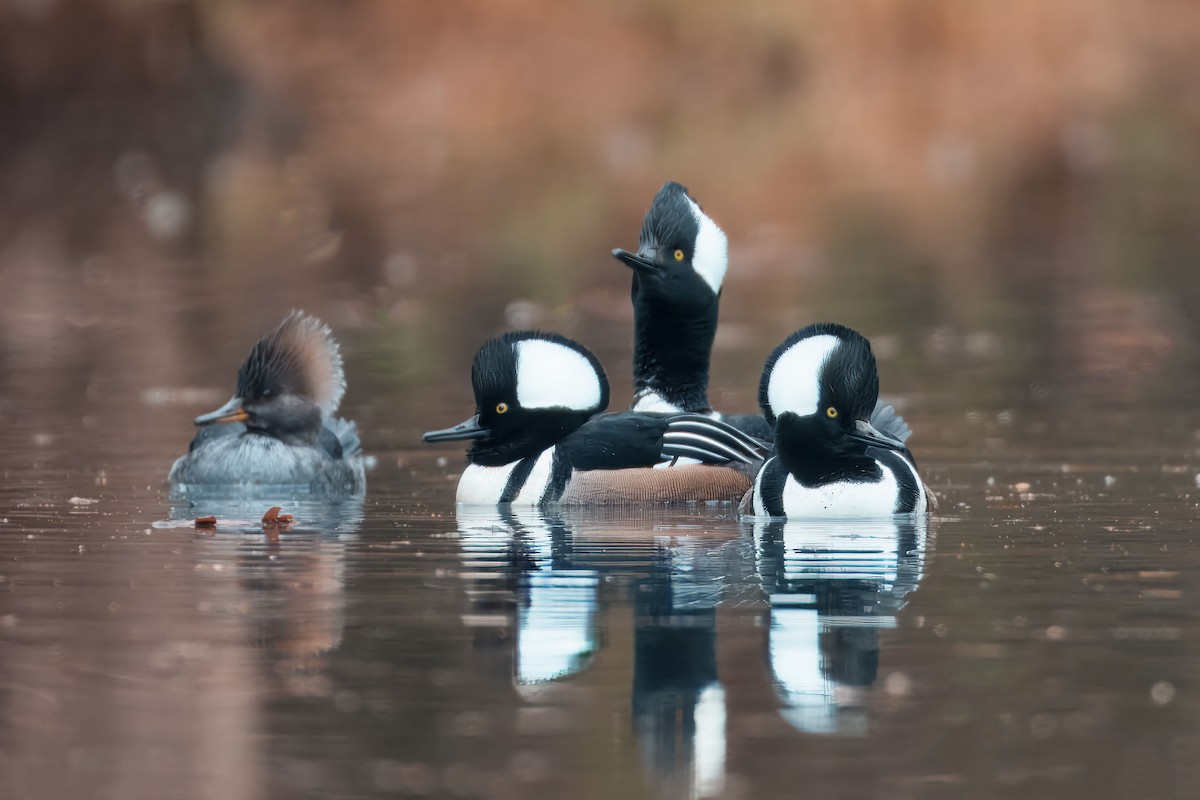 Kappensäger - ML646458093