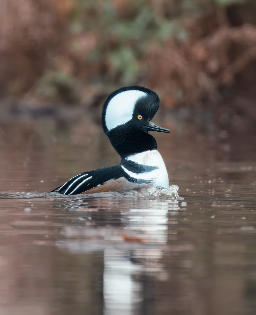 Kappensäger - ML646458094