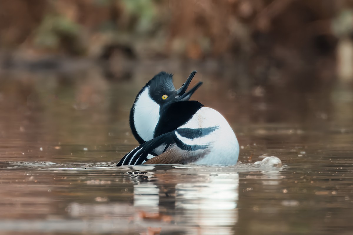 Kappensäger - ML646458095