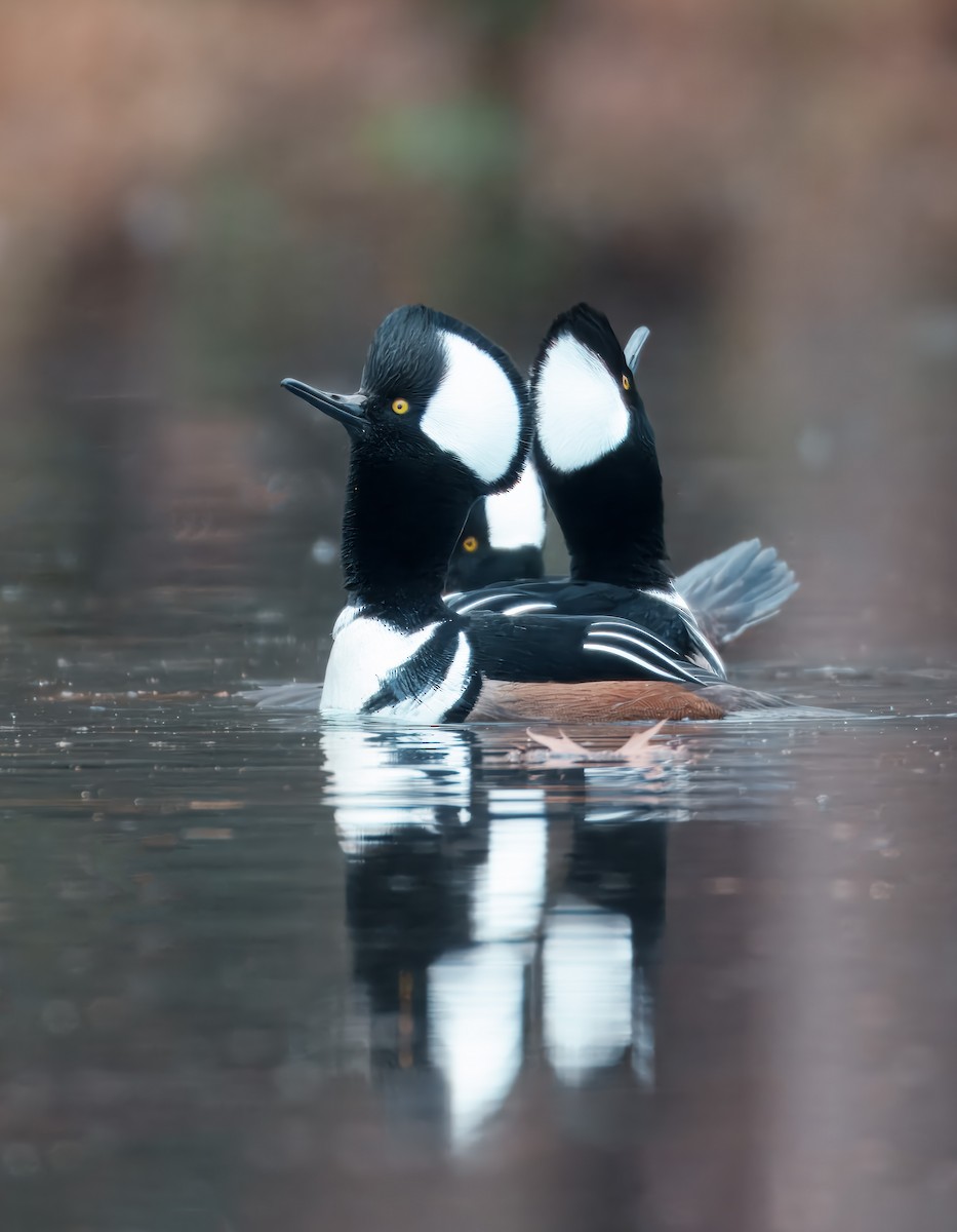 Kappensäger - ML646458096