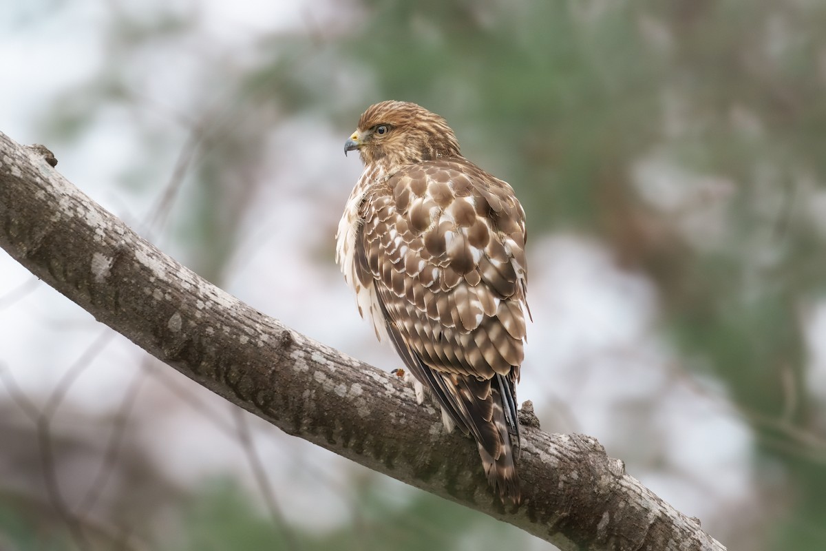 Rotschulterbussard - ML646458097