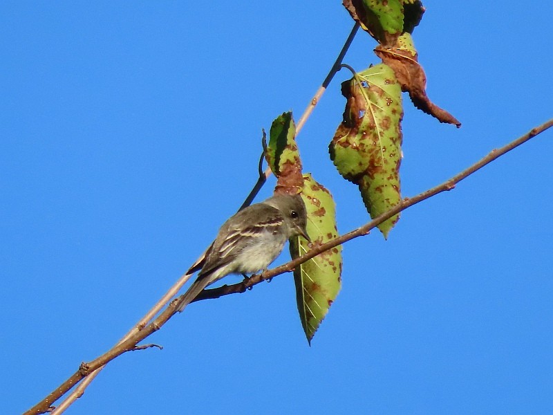 Eastern Wood-Pewee - ML646458099