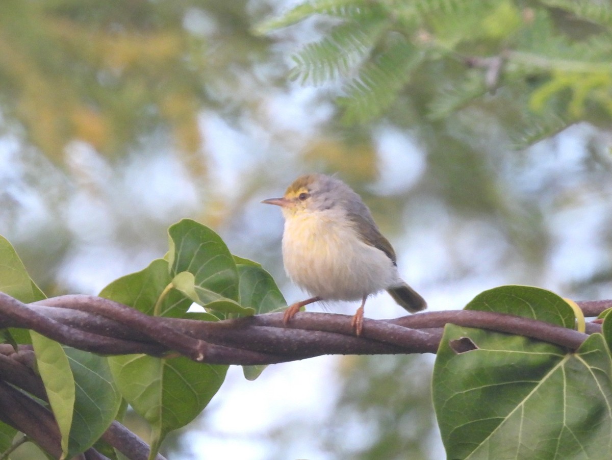 Common Jery - ML646458100