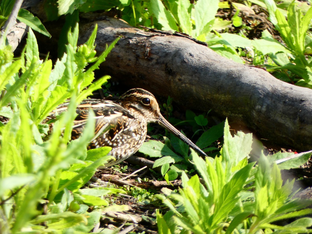 Wilson's Snipe - ML646458103