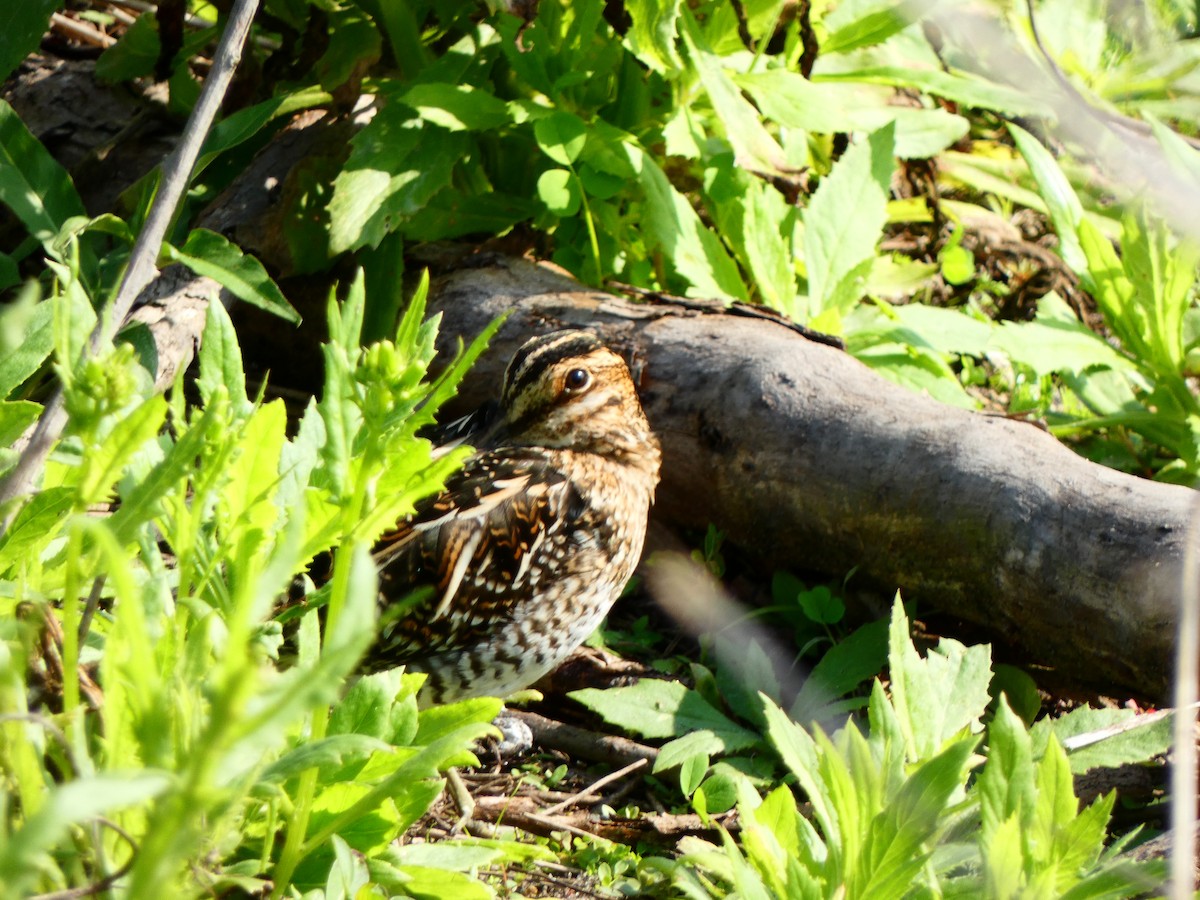 Wilson's Snipe - ML646458104