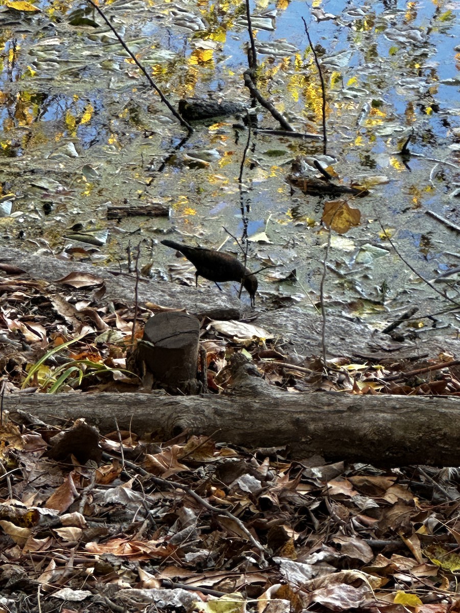 Rusty Blackbird - ML646458105