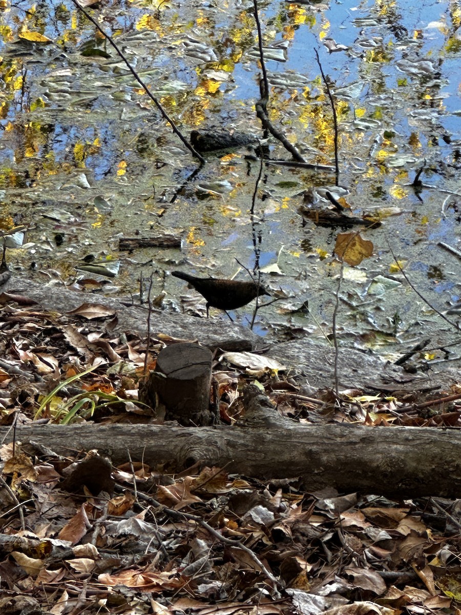 Rusty Blackbird - ML646458106